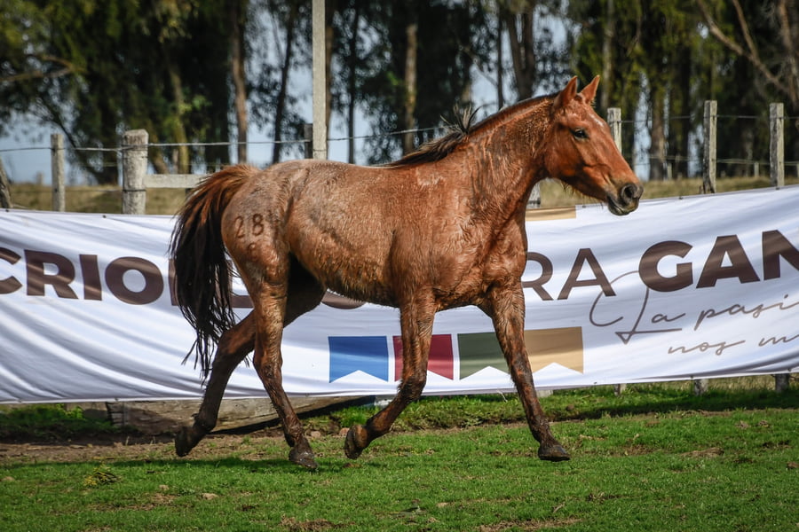Lote NEVADA DE VERDES MARES