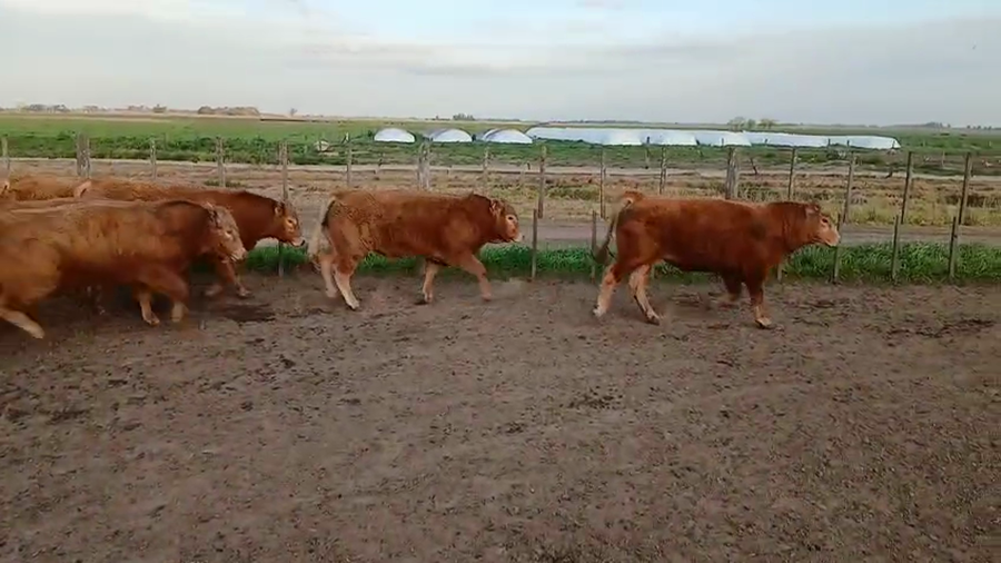 Lote 20 Toros