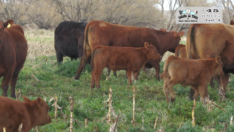Lote VAQUILLONAS PC COLORADAS PARIDAS