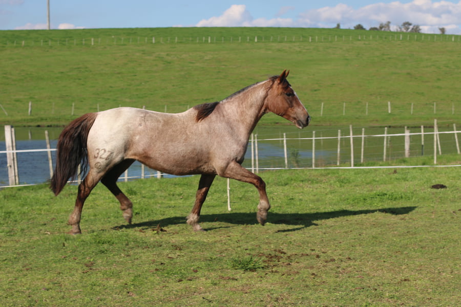 Lote SANTA GLORIA CIGARRA