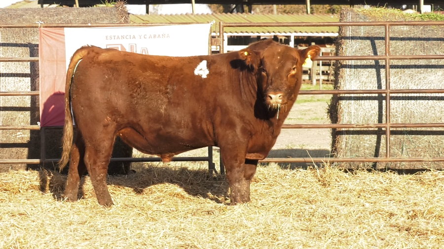 Lote TOROS ANGUS COLORADOS  PC