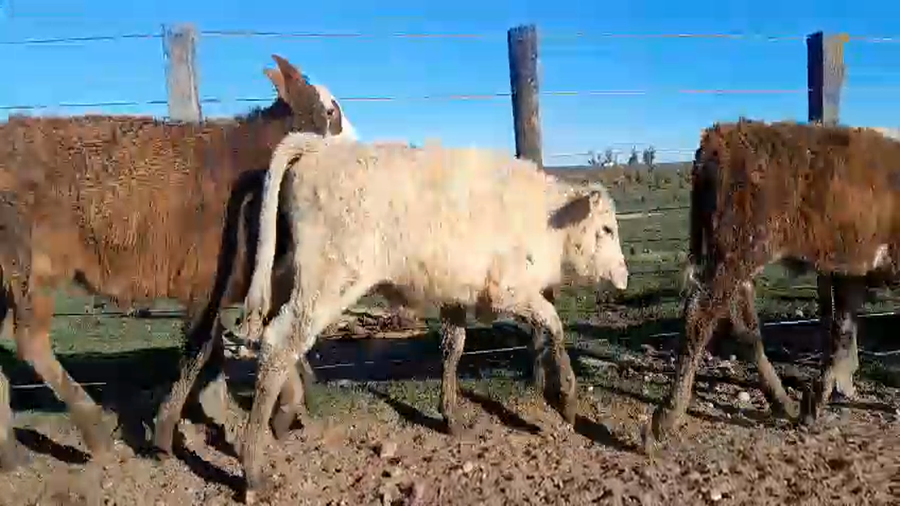 Lote 40 Terneros