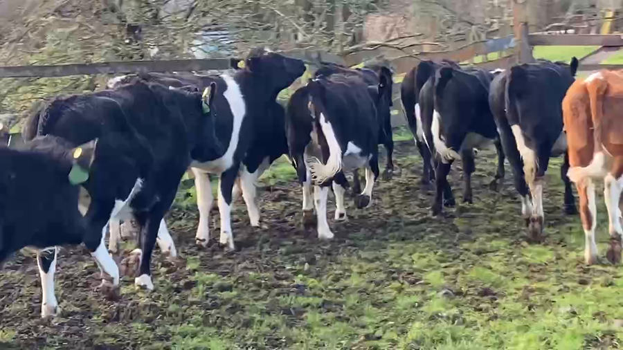 Lote 27 Vaquilla Engorda en Río Bueno, XIV Región Los Ríos