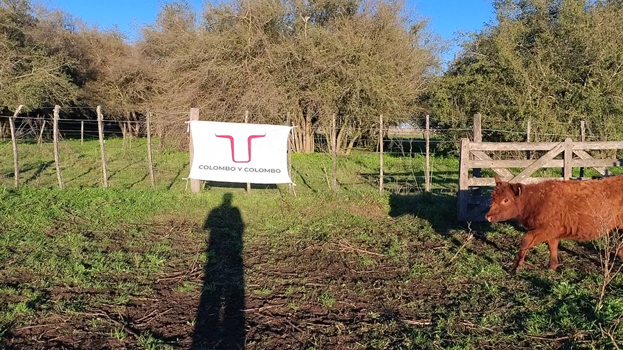 Lote 40 Terneros/as