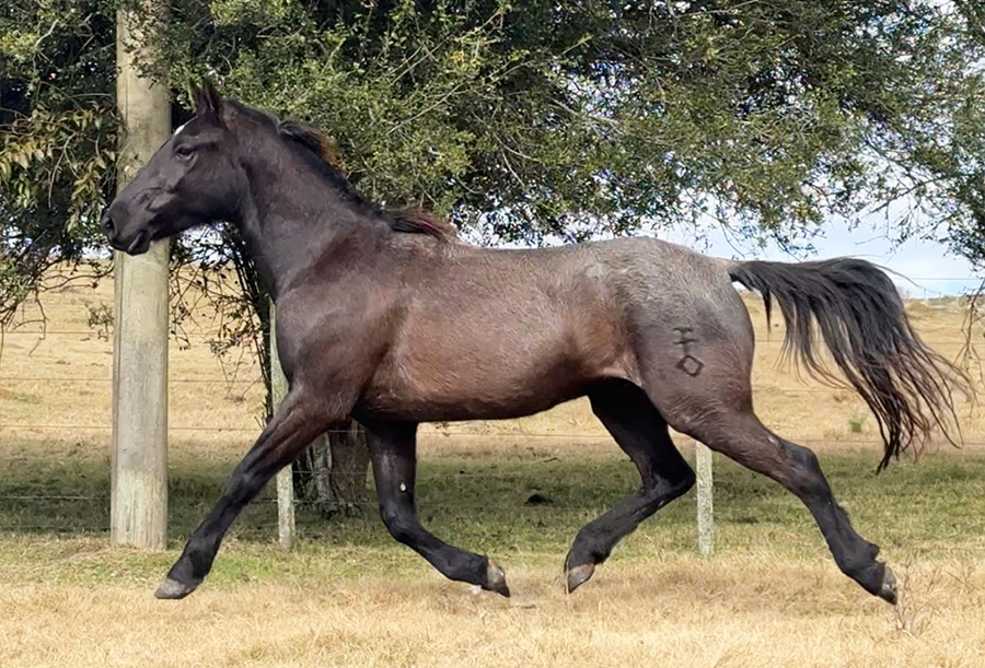 Lote CIRENA EL TACUARAL