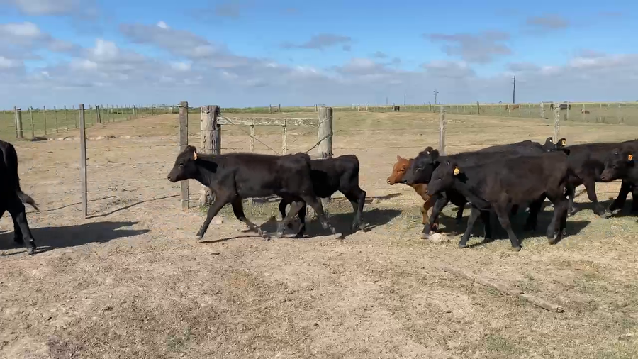 Lote 230 Terneras en Treinta y Tres