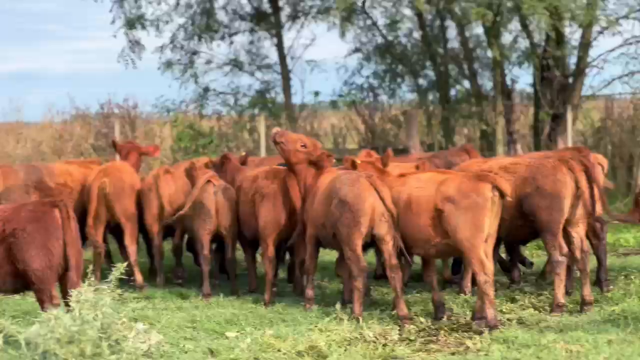 Lote 53 Terneras