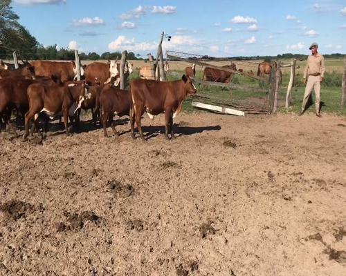 Lote 76 Terneros/as en Bella Vista, Corrientes
