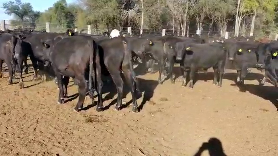 Lote 70 Novillos en Quimilí, Santiago del Estero