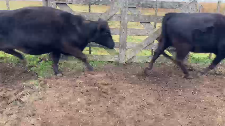 Lote 95 Vaquillonas C/ gtia de preñez en Ayacucho, Buenos Aires