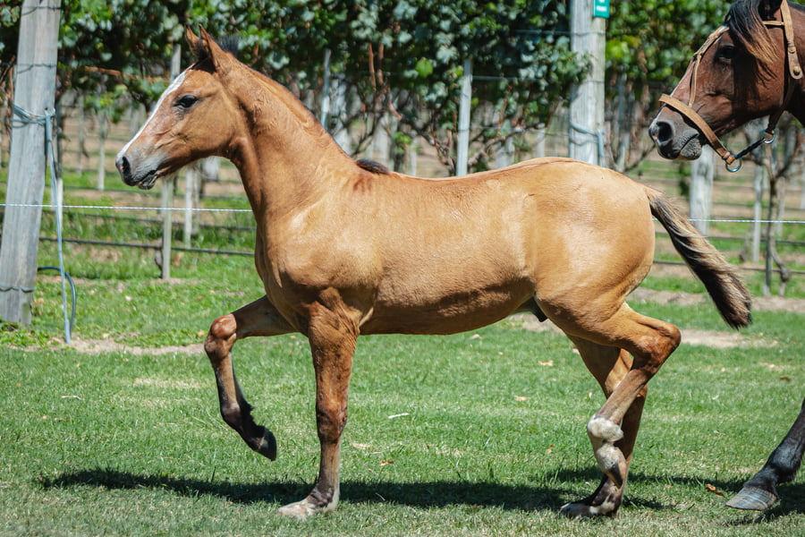 Lote Jaguatirica La Higuera - Cabaña La Higuera