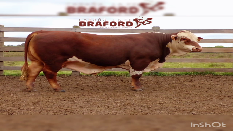 Lote Trinity de la Fe