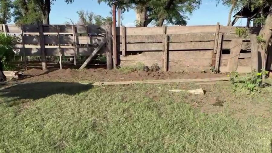 Lote 70 TERNS. MACHOS, CURARU, PCIA. DE BS. AS.