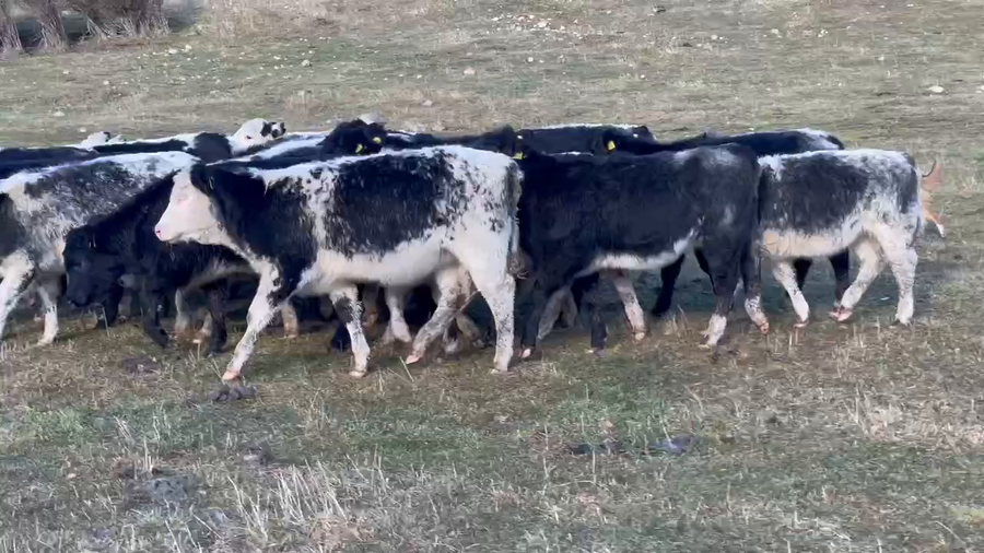 Lote 27 Ternera en Coyhaique, XI Región Aysén