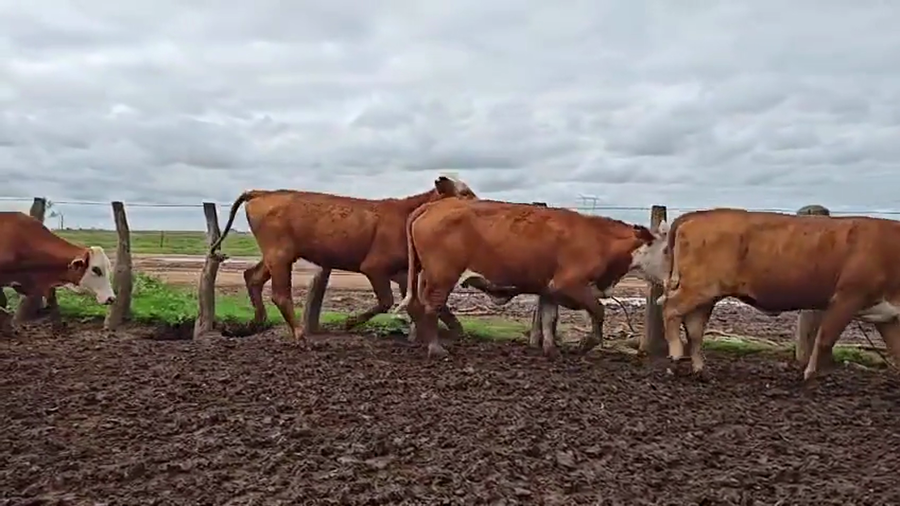 Lote 110 Vaquillonas en Corrientes, Mercedes