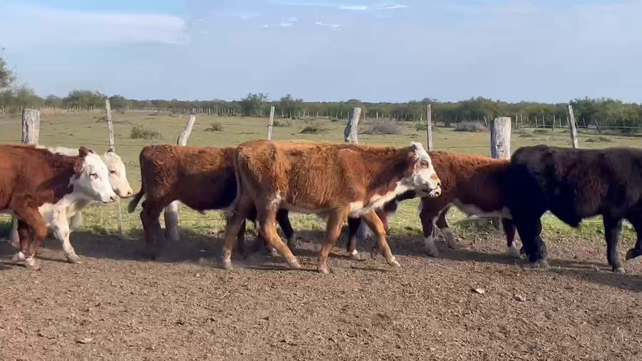 Lote 230 Terneros en Corrientes, Curuzú-Cuatiá