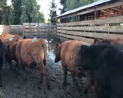 Lote 40 Novillo Gordo en Los Ángeles, VIII Región Biobío