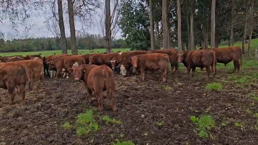 Lote 45 Novillo Engorda en Paillaco, XIV Región Los Ríos