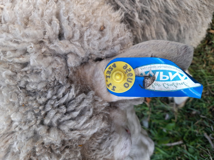 Lote Carnero TOP, 21-1324