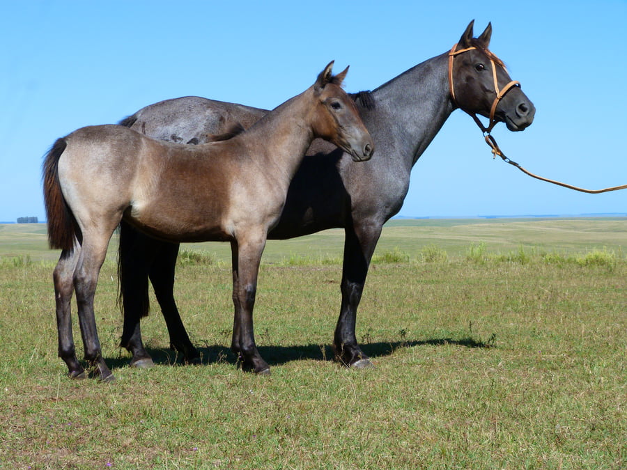 Lote Calera Calandria 4332