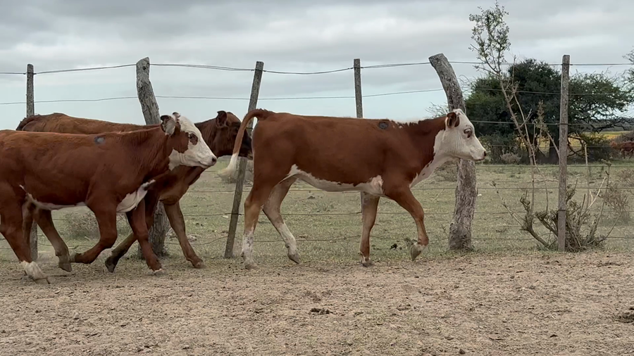 Lote 70 Terneras