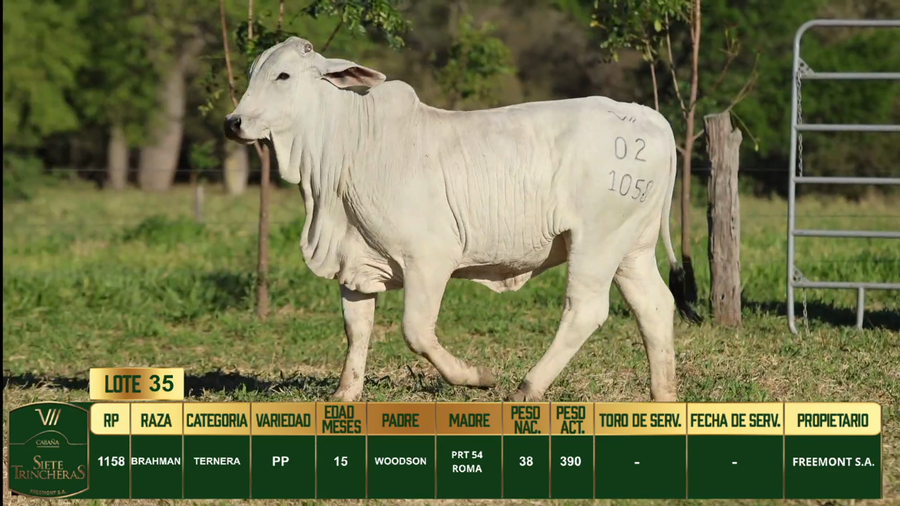 Lote LOTE 35