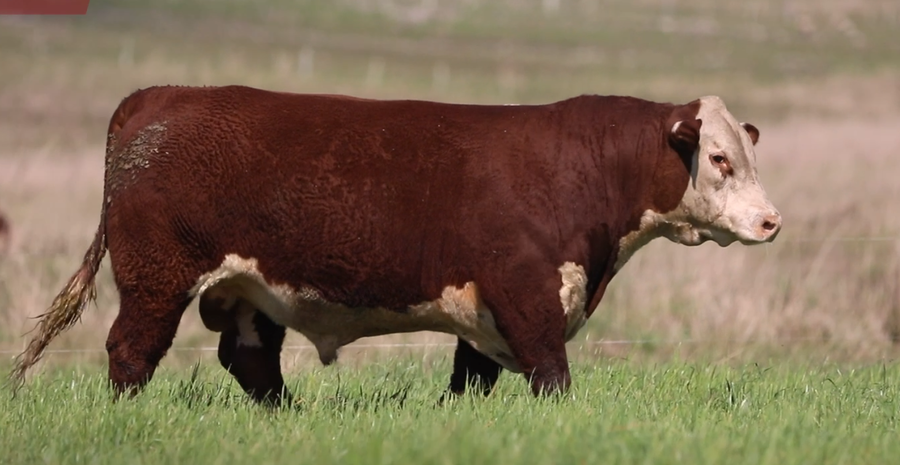 Lote Santa Maria de Arapey