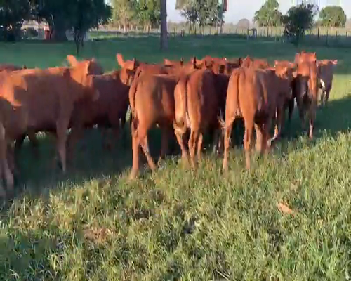 Lote 100 Terneros en Gral. San Martín, Chaco