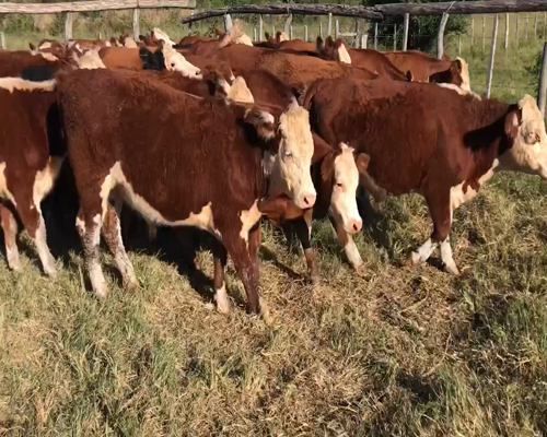 Lote 48 Novillitos en Maciá, Entre Ríos