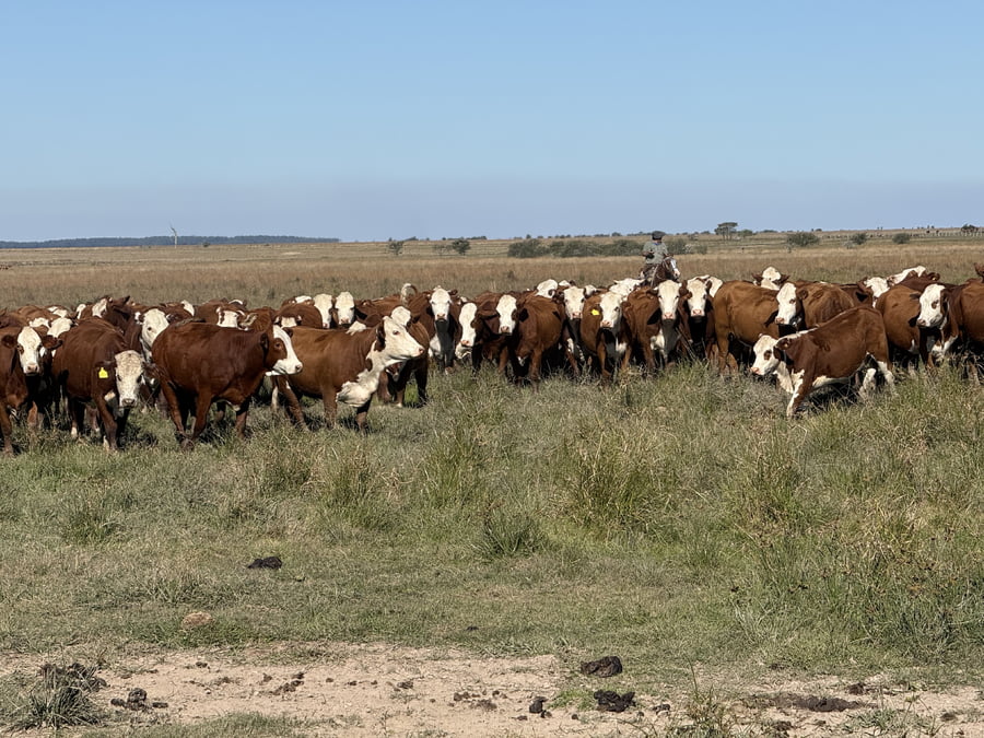 Lote 156 Vaquillonas en Corrientes, Mercedes