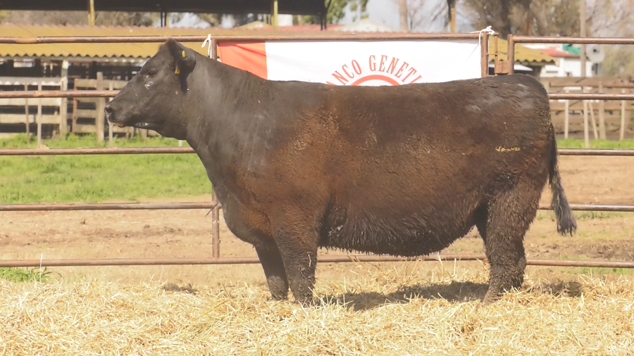 Lote VAQUILLONAS ANGUS  PP