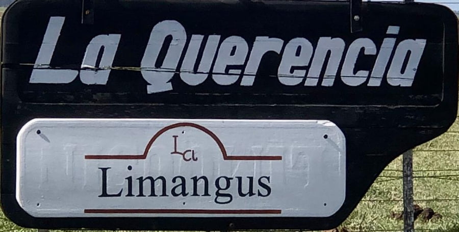 Lote VAQUILLONAS LIMANGUS VAL PARA SERVICIO EST. LA QUERENCIA DE HUMBERTO GROENENBERG