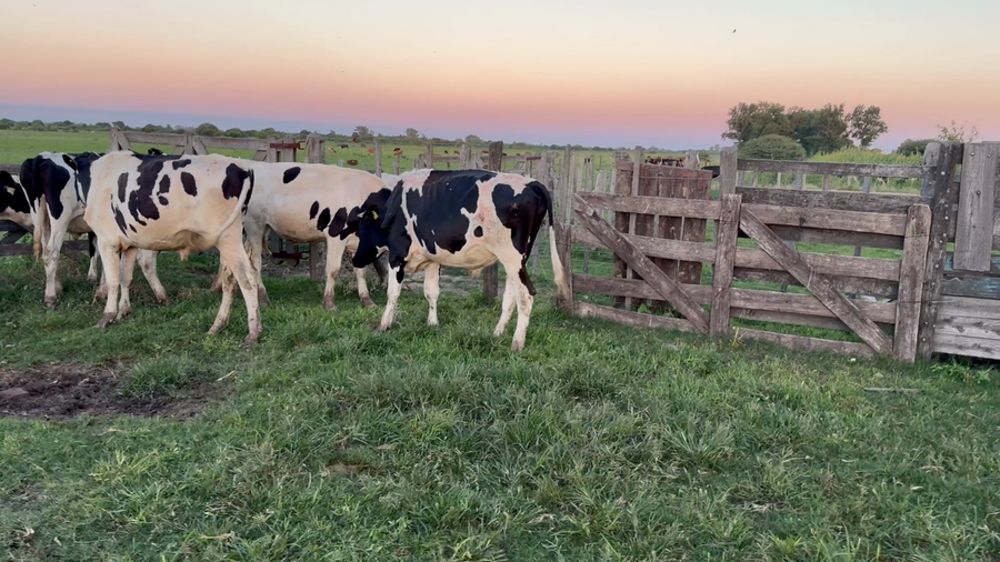 Lote 6 Novillo Holando