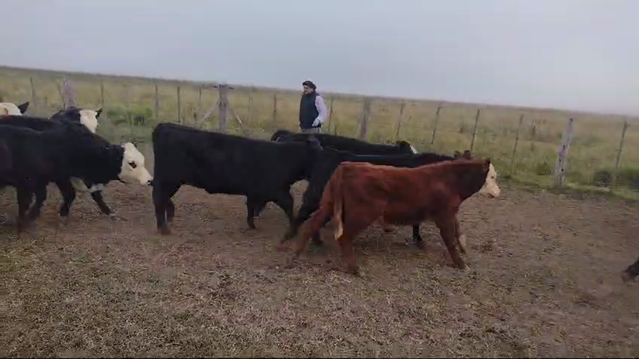 Lote 88 Terneros/as en Rauch, Buenos Aires