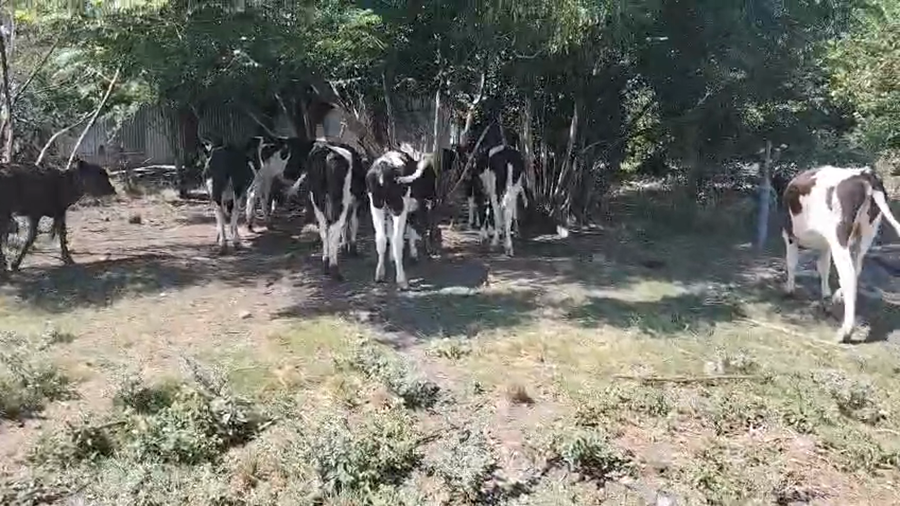 Lote 10 Terneros, San José