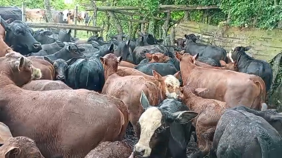 Lote 100 Terneros/as a término