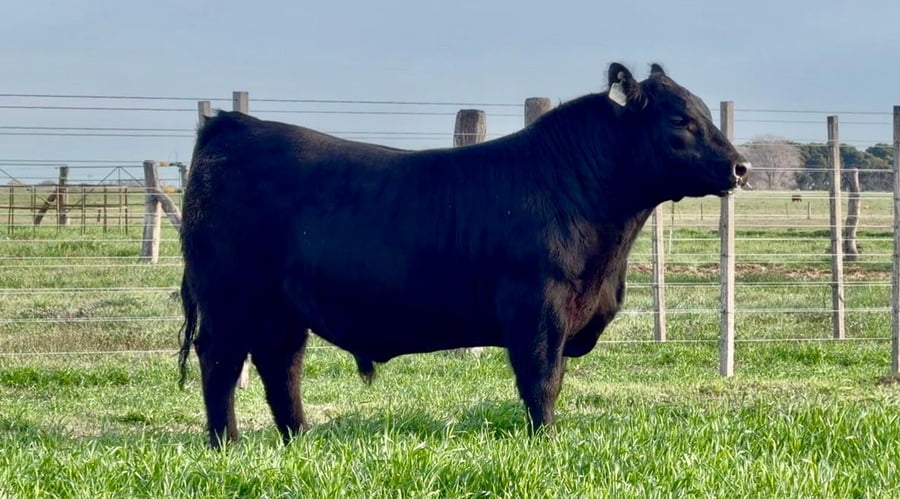 Lote Toro PP