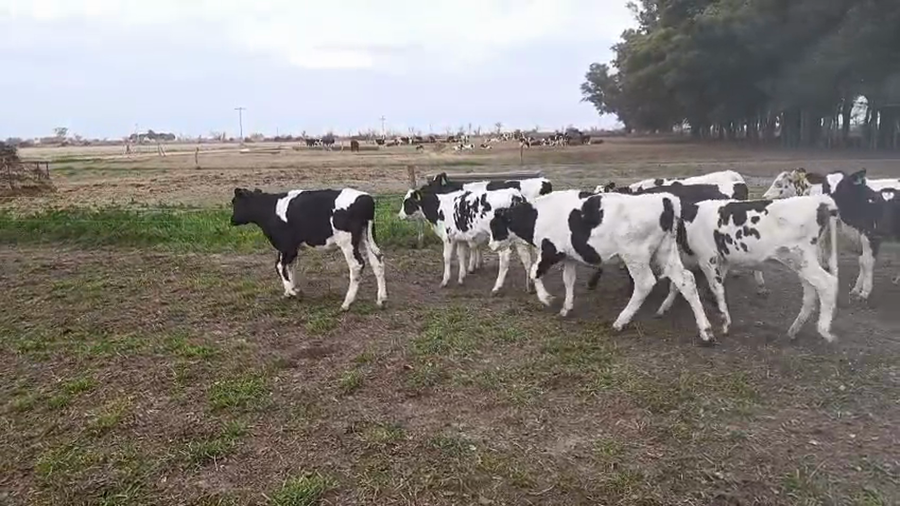 Lote 19 Terneros Holando Argentino en Ñanducita, Santa Fe