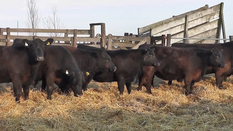 Lote """SAN BAUTISTA DEL SUR"" VAQUILLONAS MADRES ANGUS SELECCIONADAS CON GARANTÍA DE PREÑEZ"