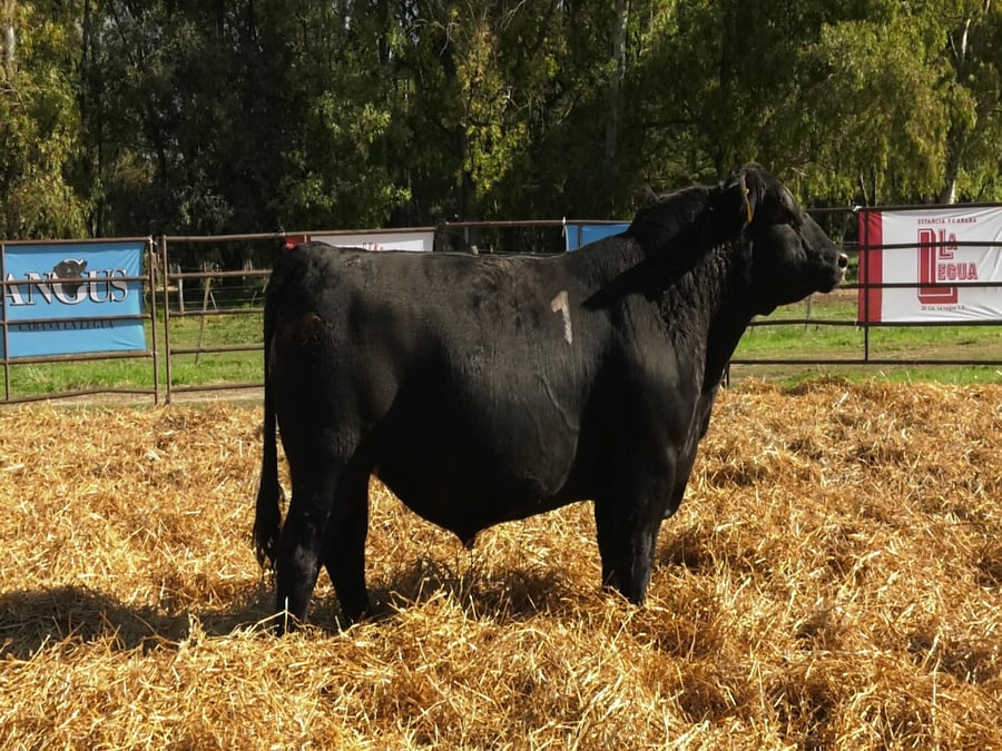 Lote TOROS ANGUS NEGROS PC