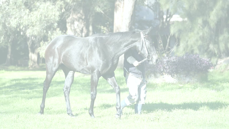 Lote GIRA VELOZ (A DIFFERENT STYLE - GINGIRA)