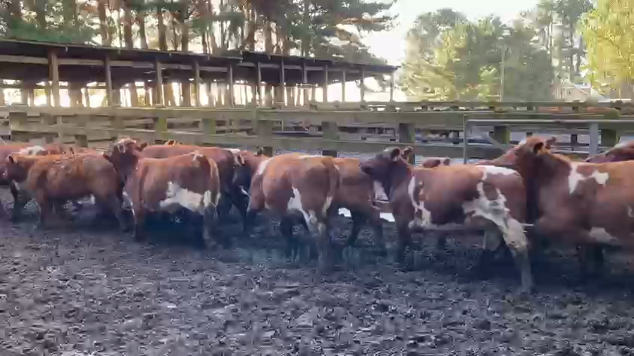 Lote 75 Ternera en Toltén, IX Región Araucanía