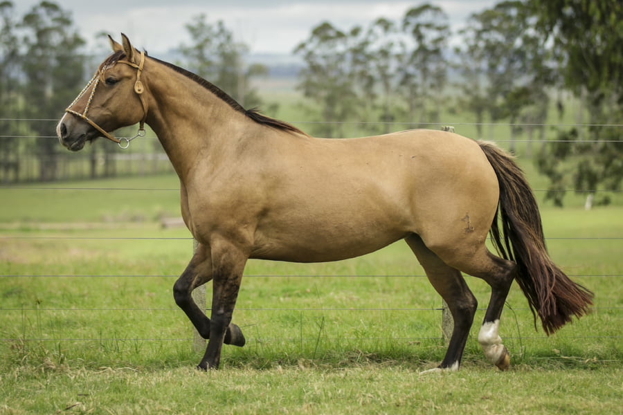 Lote JOVENZUELA DE LA COLINA R.P 192