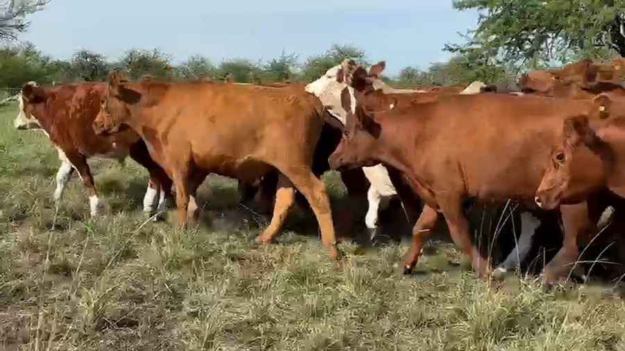 Lote 17 Novillos