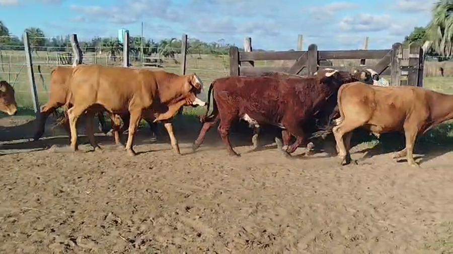Lote 100 Novillitos