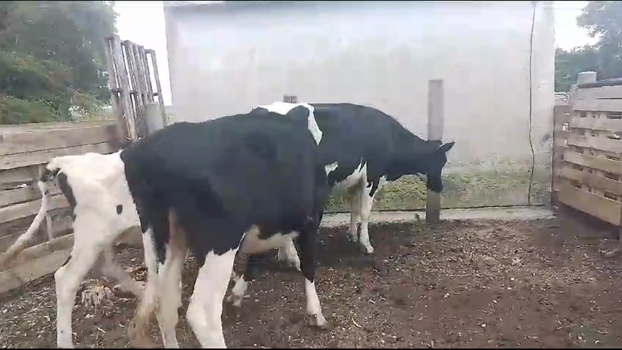 Lote 3 Vaquillonas  Holando a remate en Pantalla Camy en Carreton