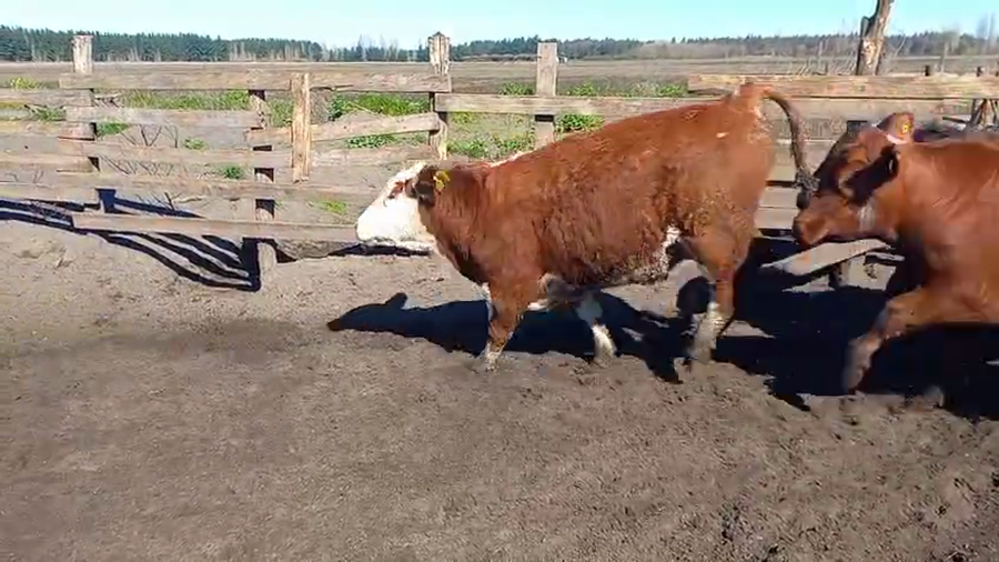Lote 40 Novillo Gordo en Cabrero, VIII Región Biobío