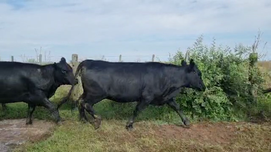 Lote 37 Vaquillonas C/ gtia de preñez en Tapalqué, Buenos Aires