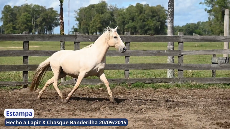 Lote Estampa