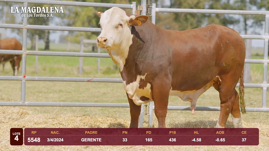 Lote Lote 4 - Braford